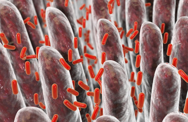 Бактерии кишечника умеют предсказывать цирроз