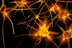 Ученые подвергли сомнению фундаментальные представления о работе мозга