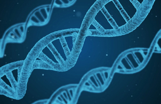 В стволовых клетках нашли гены старения
