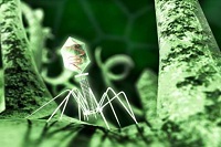 В кишечной микрофлоре половины населения Земли нашли новый вирус