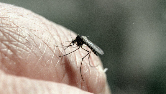 Билл Гейтс напророчил человечеству комариный апокалипсис