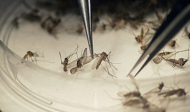 Найдена убивающая комаров таблетка