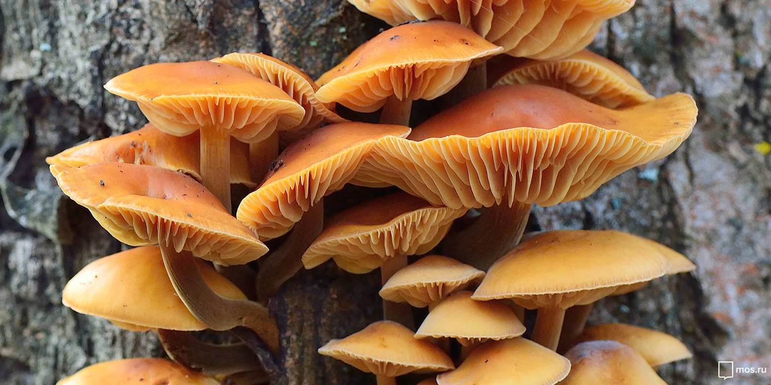 Съедобное и несъедобное: в «Аптекарском огороде» расскажут о грибах