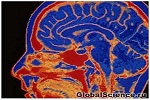 10 поразительных фактов о человеческом мозге
