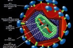Ученые сфотографировали процесс заражения клетки частицами ВИЧ