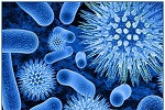 Прорыв в биологии: бактерии обладают чувством обоняния