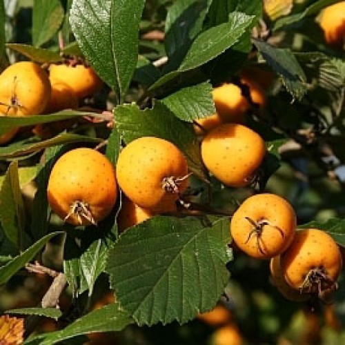 data-crataegus-punctata-crataegus-punctata1-500x500.jpg