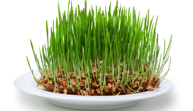 wheat-grass-kviesi-47962039.jpg