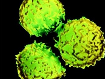 Иммунитет плода и взрослого развивается из разных стволовых клеток
