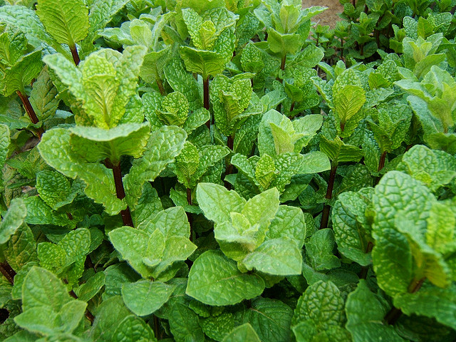 11-amazing-ways-mint-or-pudina-keeps-you-healthy.jpg