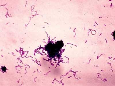 бактерии2.jpg